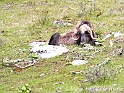 Boeuf musque 9812